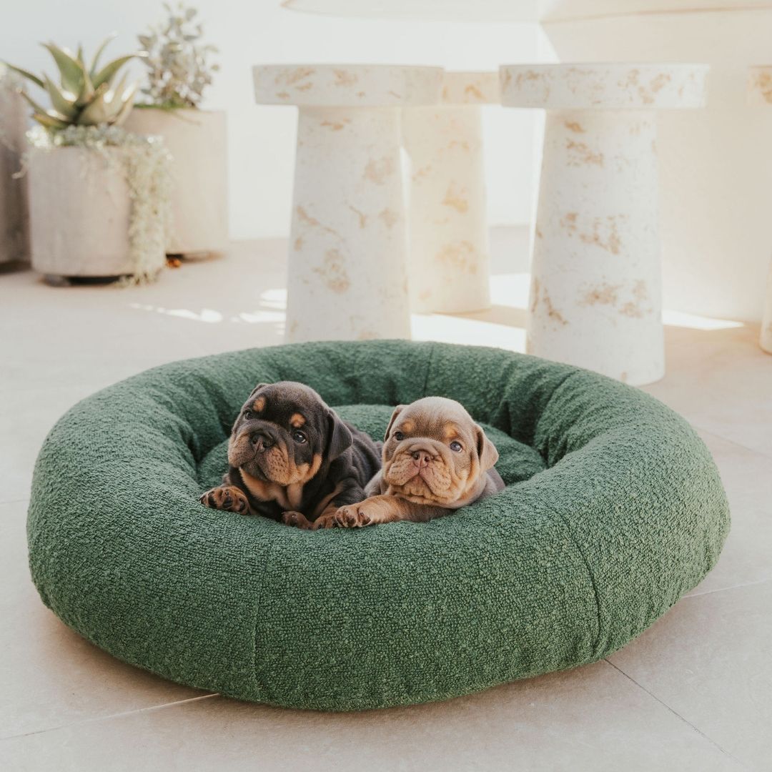 Dog beds uk sales