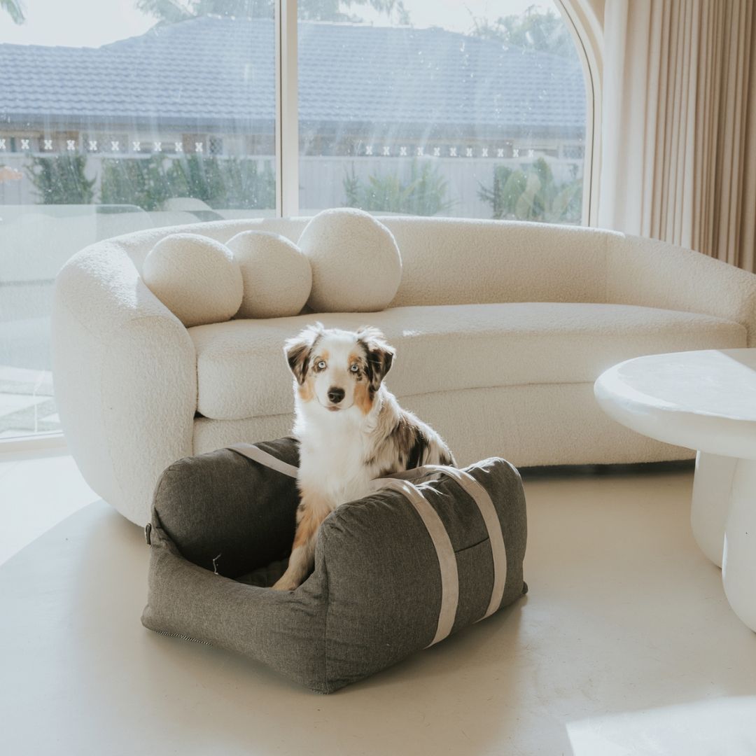 Best dog bed for car best sale